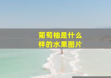 葡萄柚是什么样的水果图片