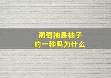 葡萄柚是柚子的一种吗为什么