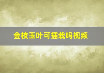 金枝玉叶可插栽吗视频