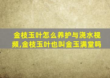 金枝玉叶怎么养护与浇水视频,金枝玉叶也叫金玉满堂吗