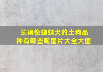 长得像蝴蝶犬的土狗品种有哪些呢图片大全大图