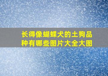 长得像蝴蝶犬的土狗品种有哪些图片大全大图