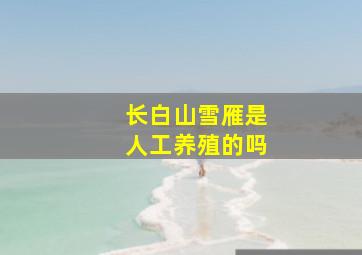 长白山雪雁是人工养殖的吗