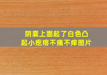 阴囊上面起了白色凸起小疙瘩不痛不痒图片