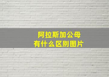 阿拉斯加公母有什么区别图片