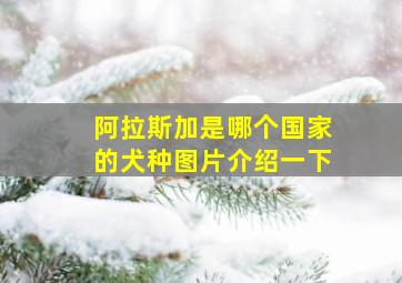 阿拉斯加是哪个国家的犬种图片介绍一下