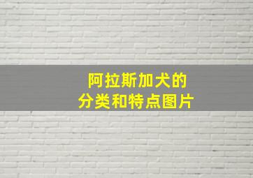 阿拉斯加犬的分类和特点图片