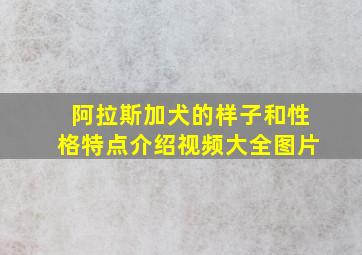 阿拉斯加犬的样子和性格特点介绍视频大全图片