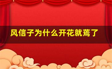 风信子为什么开花就蔫了