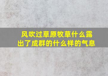 风吹过草原牧草什么露出了成群的什么样的气息