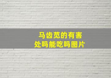 马齿苋的有害处吗能吃吗图片