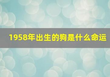 1958年出生的狗是什么命运