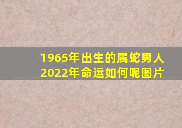 1965年出生的属蛇男人2022年命运如何呢图片