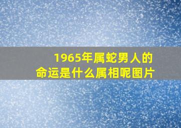 1965年属蛇男人的命运是什么属相呢图片