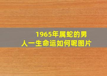 1965年属蛇的男人一生命运如何呢图片