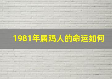 1981年属鸡人的命运如何