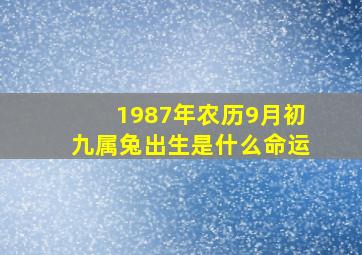 1987年农历9月初九属兔出生是什么命运