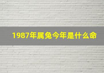 1987年属兔今年是什么命