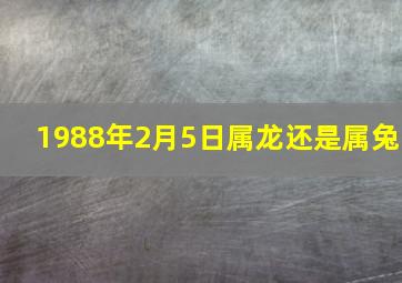 1988年2月5日属龙还是属兔