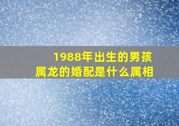 1988年出生的男孩属龙的婚配是什么属相