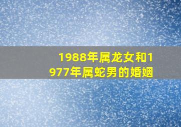 1988年属龙女和1977年属蛇男的婚姻