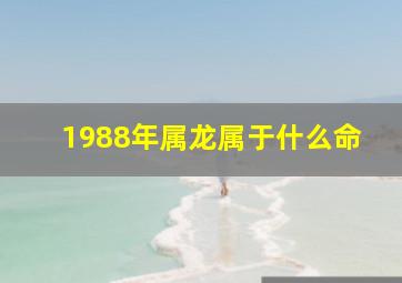 1988年属龙属于什么命