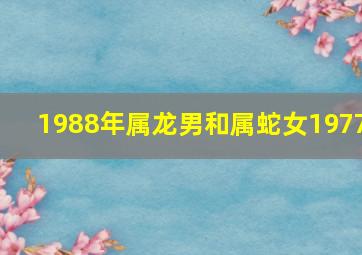 1988年属龙男和属蛇女1977