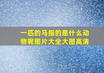 一匹的马指的是什么动物呢图片大全大图高清