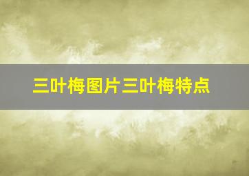 三叶梅图片三叶梅特点