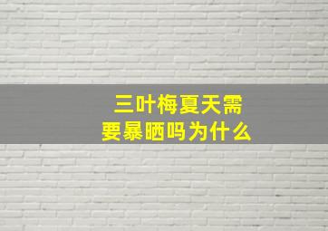 三叶梅夏天需要暴晒吗为什么