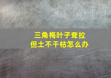 三角梅叶子耷拉但土不干枯怎么办