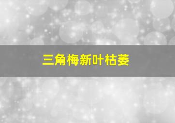 三角梅新叶枯萎