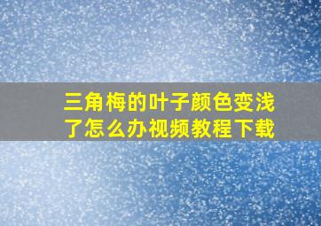 三角梅的叶子颜色变浅了怎么办视频教程下载