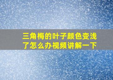 三角梅的叶子颜色变浅了怎么办视频讲解一下