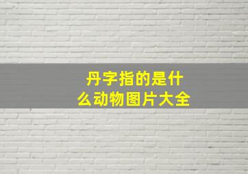 丹字指的是什么动物图片大全