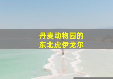 丹麦动物园的东北虎伊戈尔