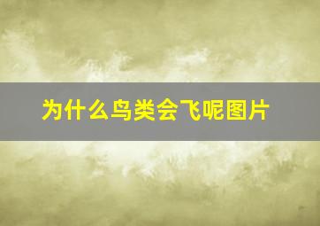 为什么鸟类会飞呢图片