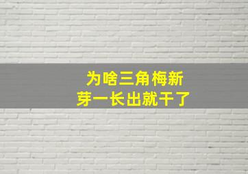 为啥三角梅新芽一长出就干了