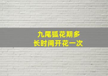 九尾狐花期多长时间开花一次