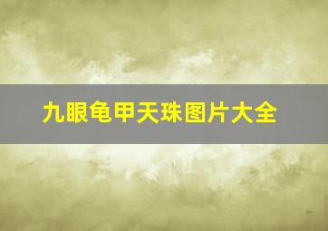 九眼龟甲天珠图片大全