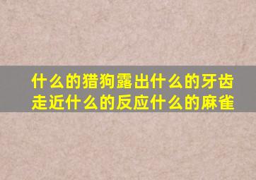 什么的猎狗露出什么的牙齿走近什么的反应什么的麻雀