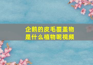 企鹅的皮毛覆盖物是什么植物呢视频