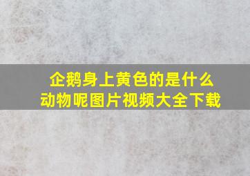 企鹅身上黄色的是什么动物呢图片视频大全下载