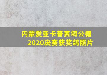 内蒙爱亚卡普赛鸽公棚2020决赛获奖鸽照片