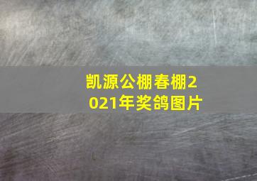 凯源公棚春棚2021年奖鸽图片