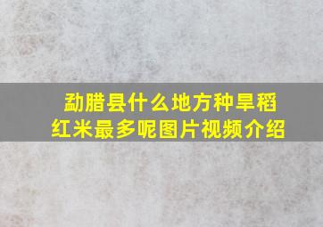 勐腊县什么地方种旱稻红米最多呢图片视频介绍