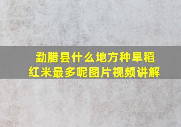 勐腊县什么地方种旱稻红米最多呢图片视频讲解