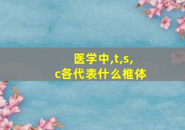 医学中,t,s,c各代表什么椎体