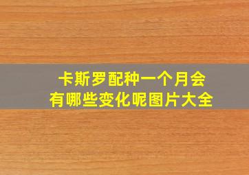 卡斯罗配种一个月会有哪些变化呢图片大全