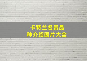 卡特兰名贵品种介绍图片大全